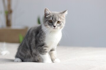 Fototapeta na wymiar Adorable fluffy little Scottish straight grey tabby cat in bed