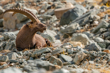 capra ibex in the italian alps, gran paradiso national park, valle d'aosta