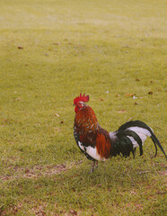 Feral Chickens, Kokee State Park Campground, Kauai, Hawaii