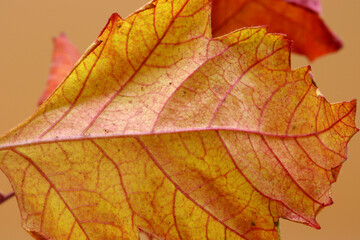 Naklejka na ściany i meble colored dry autumn leaves on the background