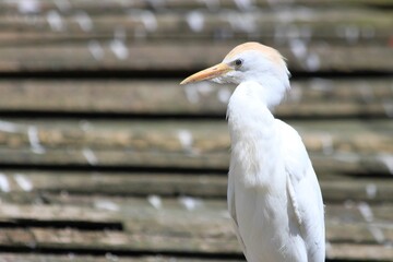 Close up portrait of a Cattle egret or Bubulcus ibis. photo of bird with blurry background and copy space.