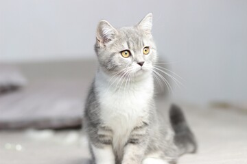 Adorable fluffy little Scottish straight grey tabby cat in bed