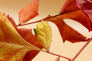 Naklejka na ściany i meble colored dry autumn leaves on the background
