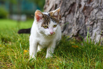 Naklejka na ściany i meble A white cat with gray spots hunts on green grass. A stray kitten on the street.