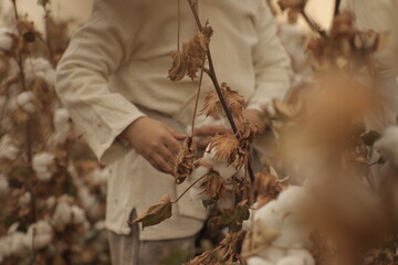 family collects cotton