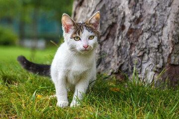 Cat is white with gray spots on the green grass. A stray kitten on the street.