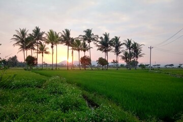 Fototapeta na wymiar rice field at sunset
