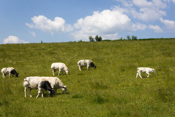 Fototapeta na wymiar Hillside meadow during summer with grazing cattle (Bos taurus) in Curfô (Bouillon, Belgium)