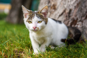 A white cat with gray spots hunts on green grass. A stray kitten on the street.