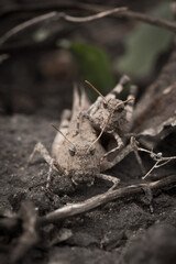 The blue-winged grasshopper (lat. Oedipoda caerulescens), of the family Acrididae.