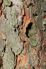 Background from the bark of the pine tree