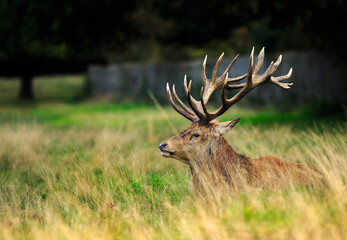Beautiful Red Stag with magnificent Antlers resting in the long lush grass against a shadowy background