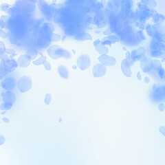 Dark blue flower petals falling down. Remarkable r