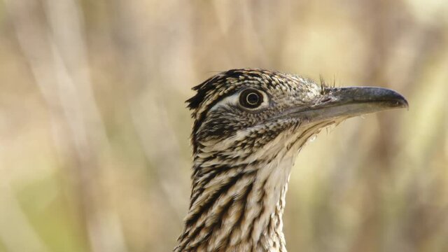 Greater roadrunner looking around, New Mexico, USA