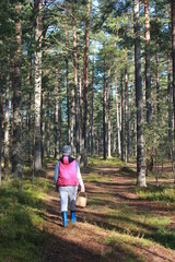 A woman in a pine forest with a basket looking for mushrooms