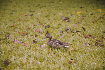 Duck at Hoomaluhia Botanical Garden, Oahu, Hawaii