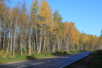 A group of yellow-leafed birches along the highway