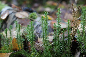 green moss in the forest close-up