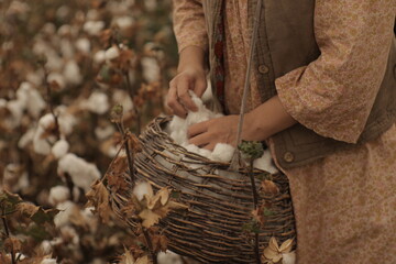 family collects cotton