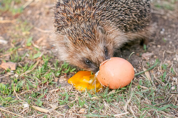 The hedgehog eats the egg. © Sarema