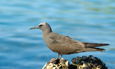 Brown Noddy, Noddy, Anous stolidus