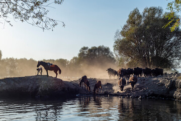 Fototapete bei efototapeten.de bestellen   