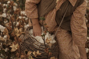 family collects cotton
