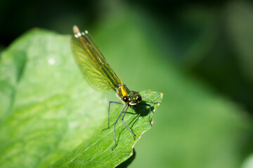 The beautiful demoiselle (female) (lat. Calopteryx virgo), of the family Calopterygidae.