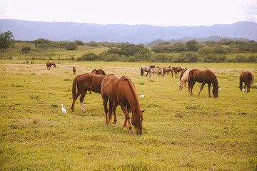 Horses in a ranch, North Shore, Oahu, Hawaii