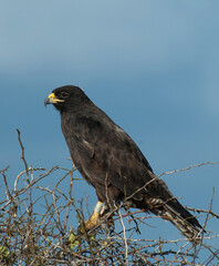 Galapagos Hawk, Buteo galapagoensis