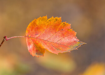 red autumn leaf