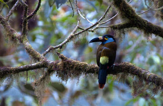 Plate-billed Mountain-Toucan, Andigena laminirostris