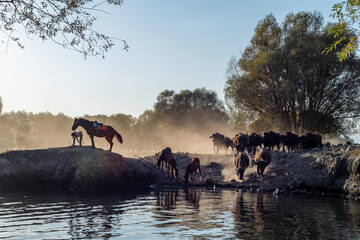 Fototapete bei efototapeten.de bestellen   