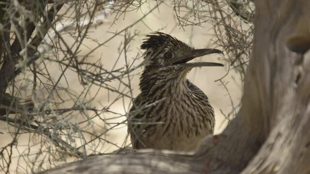 Greater roadrunner looking around, New Mexico, USA