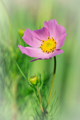 Pink cosmos, of the sunflower family.