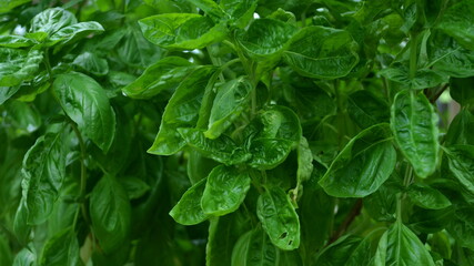 Green leaves pattern background, Natural background and wallpaper