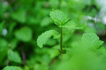 close up of fresh tropical green leaf for background