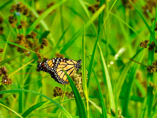 Monarch Butterfly Showing Underside of Wing on a Wildflower Among Blades of Grass with Beads of Water on Them at Sunrise on a Summer Morning Closeup Macro