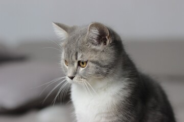 Fototapeta na wymiar Adorable fluffy little Scottish straight grey tabby cat in bed