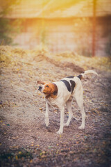 A beagle dog of a red color walks in the autumn forest on a sunny day in October