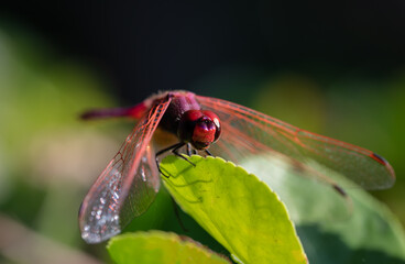 pink dragonfly on green leaf of flower. Selective focus. trithemis arteriosa close up. red dragonfly. details in nature