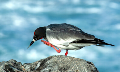 Swallow-tailed Gull, Creagrus furcatus