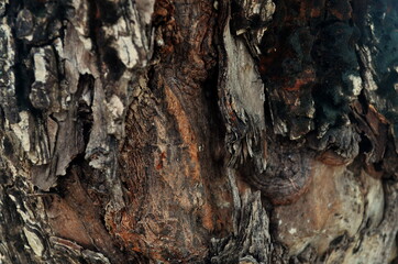 clear and beautiful looking wood grain pattern