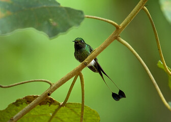 Booted Racket-tail, Ocreatus underwoodi