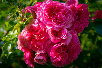 Obraz premium pink and white roses
