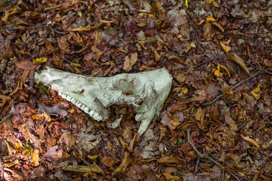 animal skull in the forest