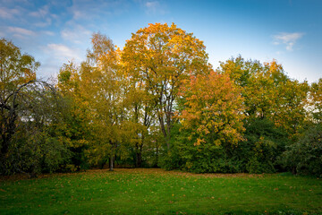 Naklejka premium autumn in the park