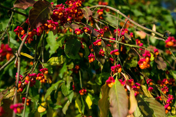 Obraz premium red berries of a currant