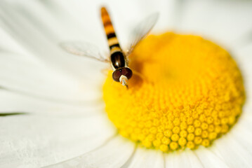 Wasp close-up on a camomile. Yellow-white flower. White petals background. Yellow pistil and stamens. The wasp pollinates the flower. Background - chamomile. Macro filming.