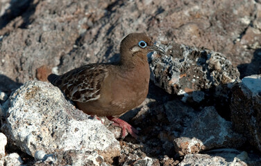 Galapagos Dove, Zenaida galapagoensis